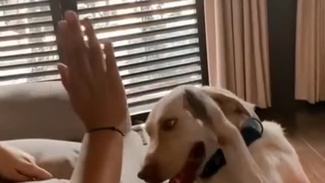 Dog giving hi five to their owner