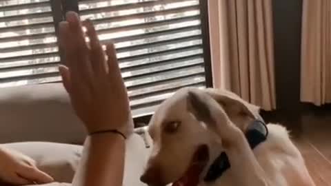 Dog giving hi five to their owner