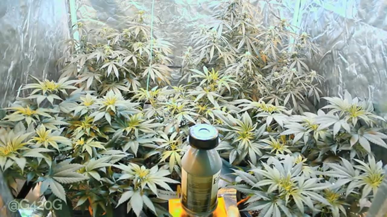 Flowering Cannabis 11 on 13 off Light Cycle Week 1