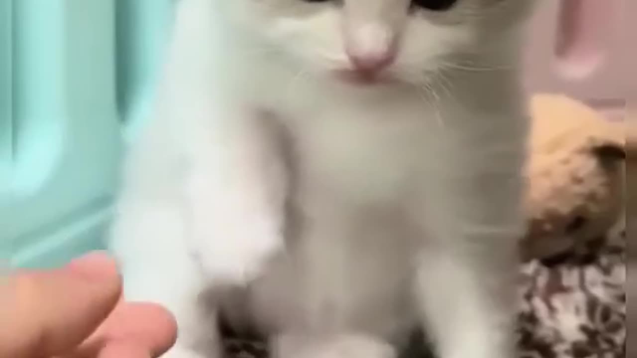 #cat
