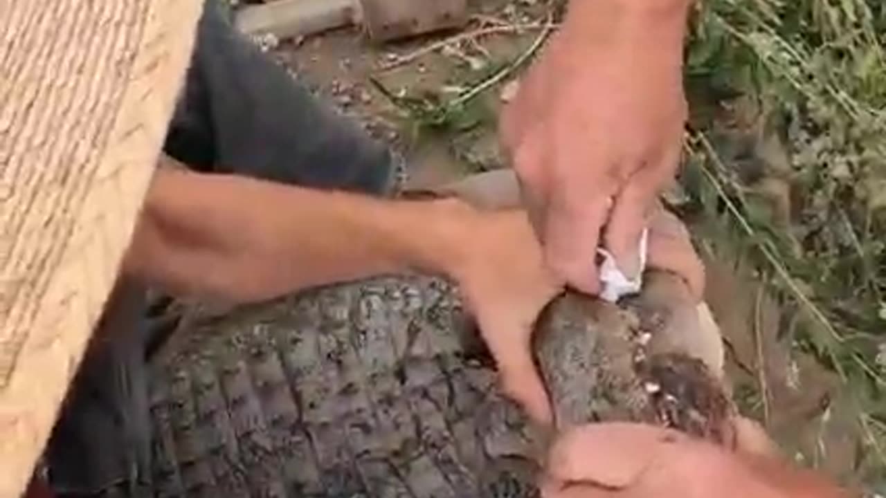 Alligator Guarding Nest..... she had to be moved for her own safety! at Colorado Gator Farm