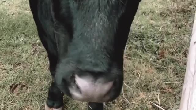 Making friends with the new girl on the ranch