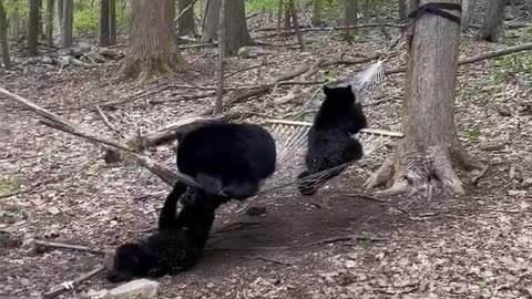 Mama Bear and Cubs Play on Hammock
