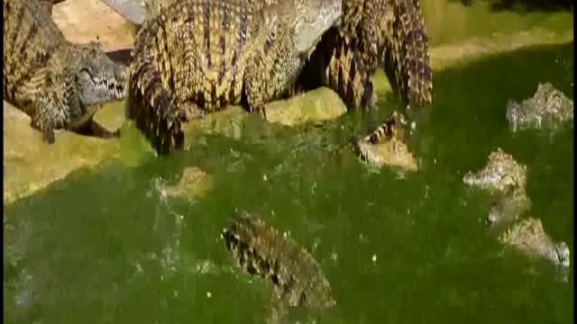 alligators fighting in the river