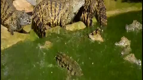 alligators fighting in the river