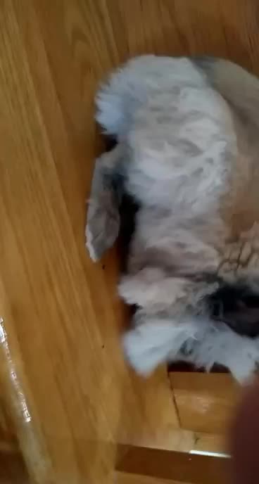 Jasper stretching out