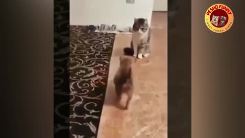 Animals Funniest 😂 video _ Funny Animals Video