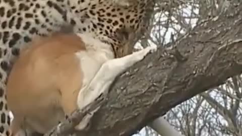 Leopards hunt from trees for the first time