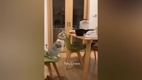Funniest Animals 😂😂 Best Funny Cats And Dogs😼