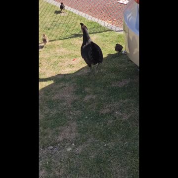 We need to cross the road!