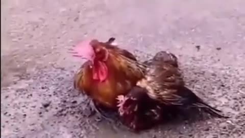 A rooster protects a chicken from the rain