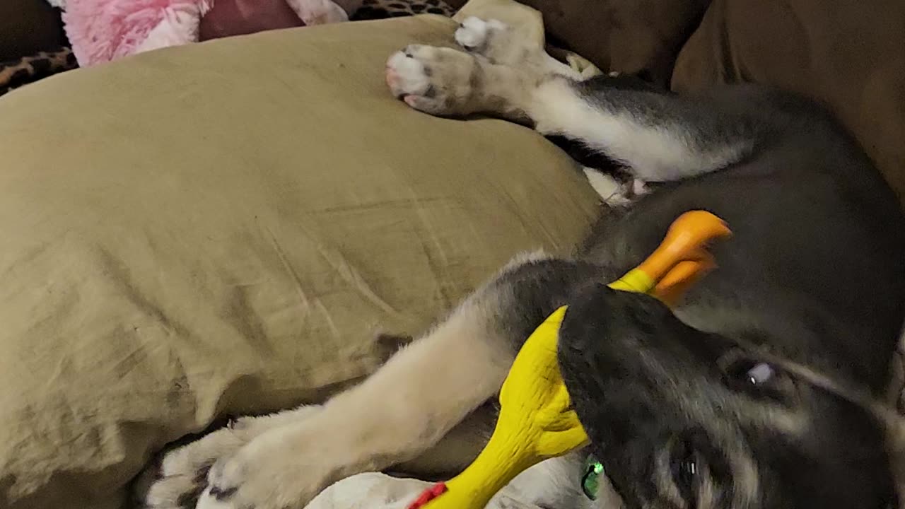 Barnabus Playing