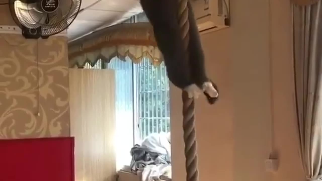 Funny animals