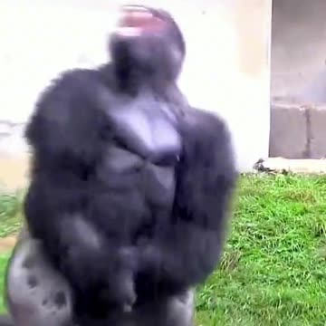 Funny Monkeys make me Happy