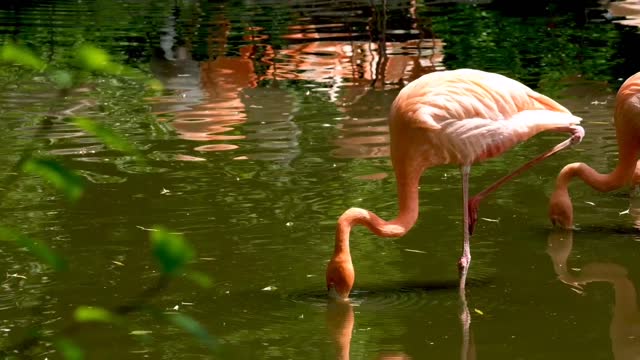 Birds Of The World 4K - Scenic Wildlife Film With Calming Music and Flamingo