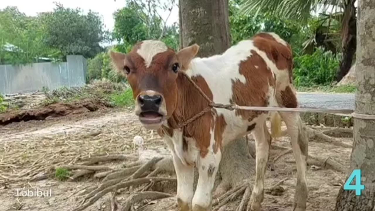 Have you ever heard the sound of a cow? Click on the video and hear the sound in a new way.