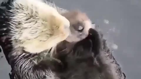 Momma Otter With Baby Otter