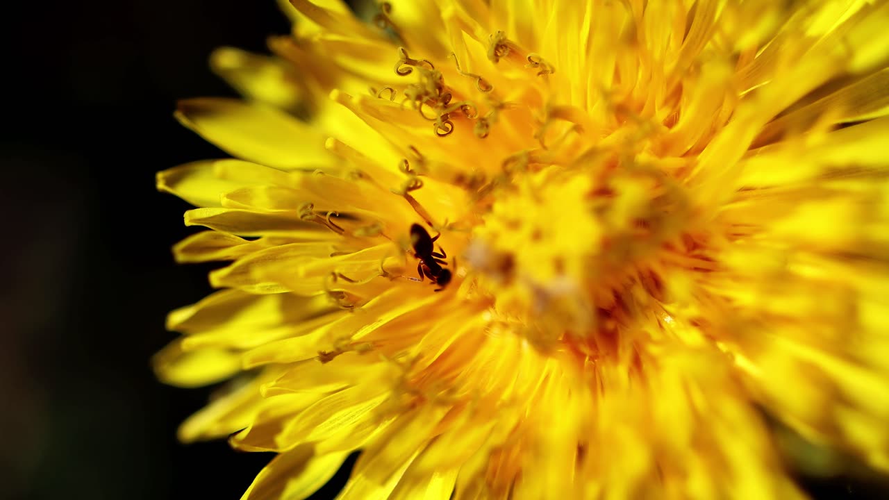 Ant on a Dandelion