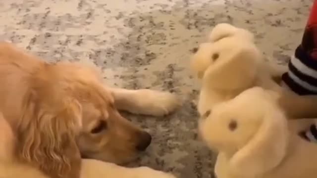 Funny animal moments | Funny compilation video of animals in 2023