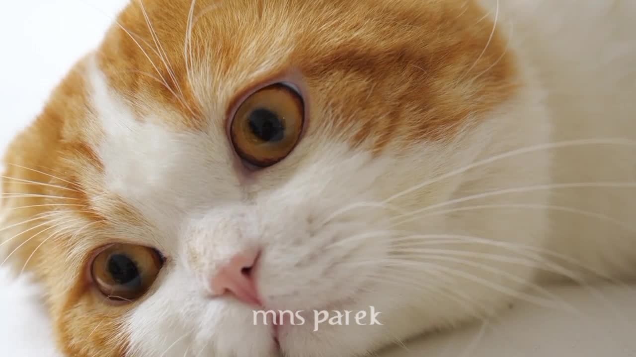 This cute cat is confused looking for other cat sounds