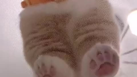 Funny cat .😺