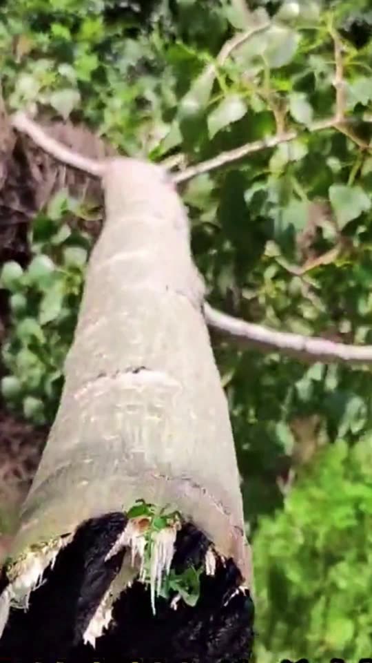 China has powerful lasers.. using them to cut down trees