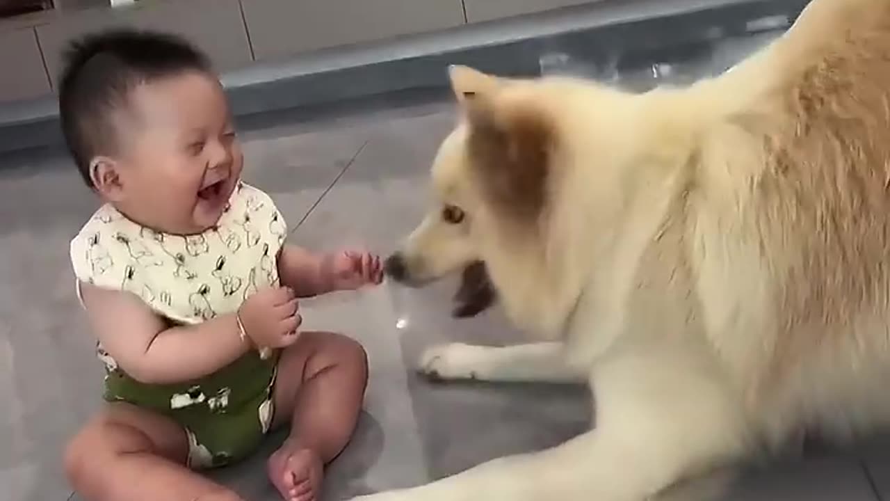 Funny animals