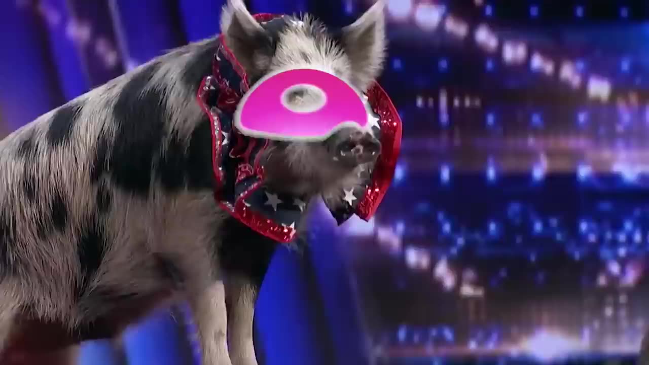 10 FUNNIEST Animal Auditions EVER On Got Talent.