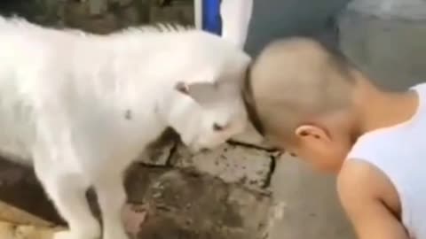 kide fight with goat funny moment video 😂😍#short