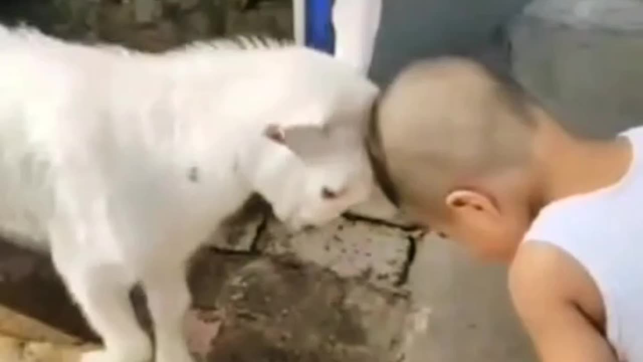 kide fight with goat funny moment video 😂😍#short