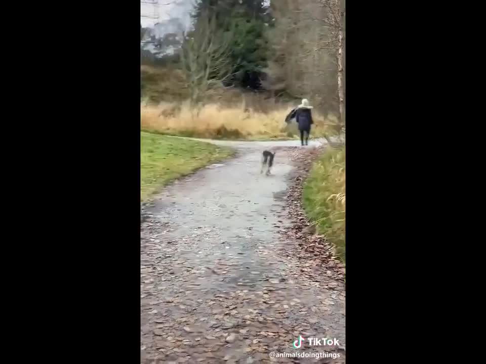 funny animals super 3 minute funny cats and dogs