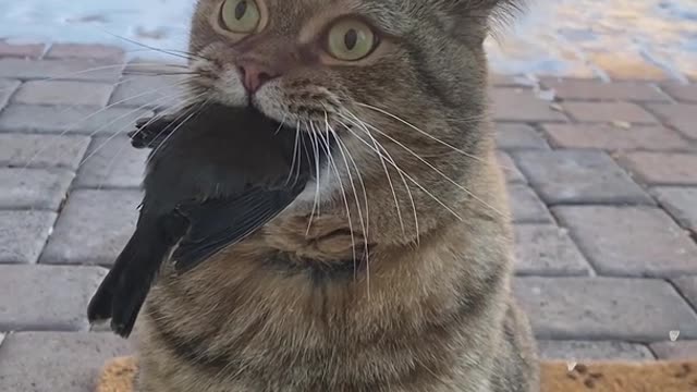 Cat Bite the Bird and Its Owner Mad