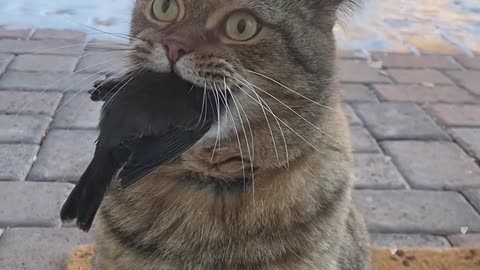 Cat Bite the Bird and Its Owner Mad