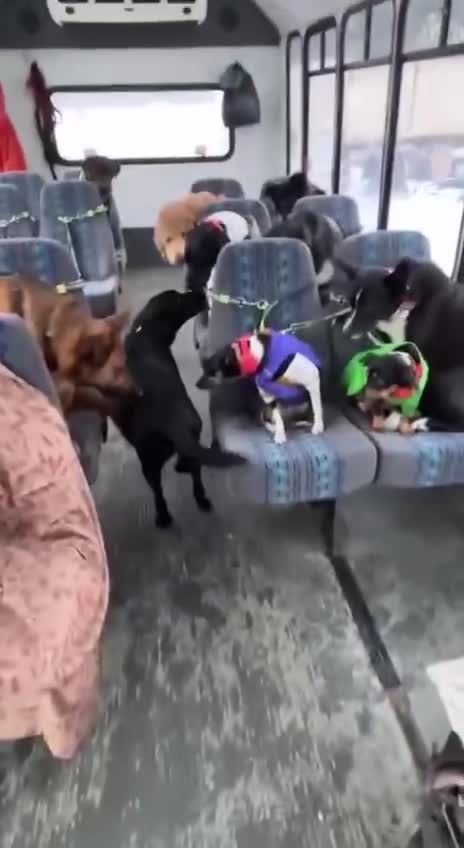 In Alaska, caring people launched a garden bus for dogs