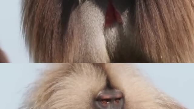 #gelada #smiles #smile #animalfacts #animalogic #pearlywhites