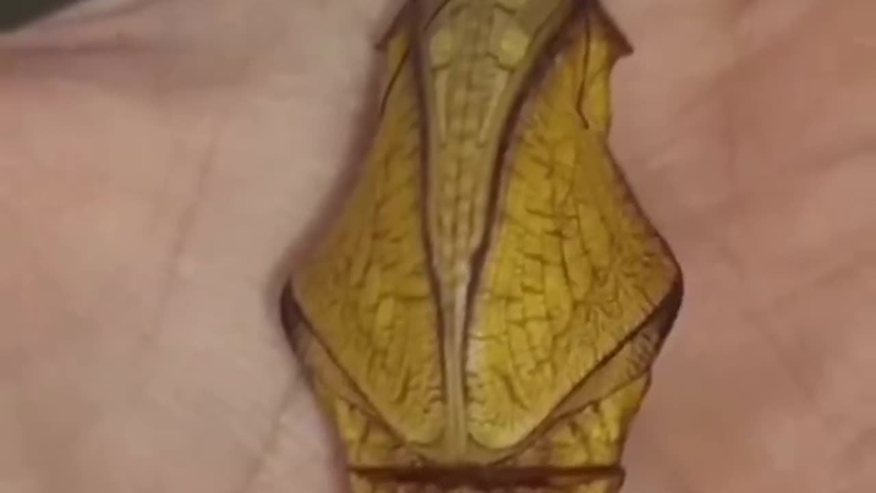 🥚 to butterfly 🦋 life cycle