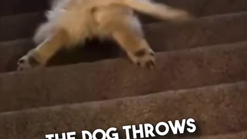 I've never seen a dog doing this