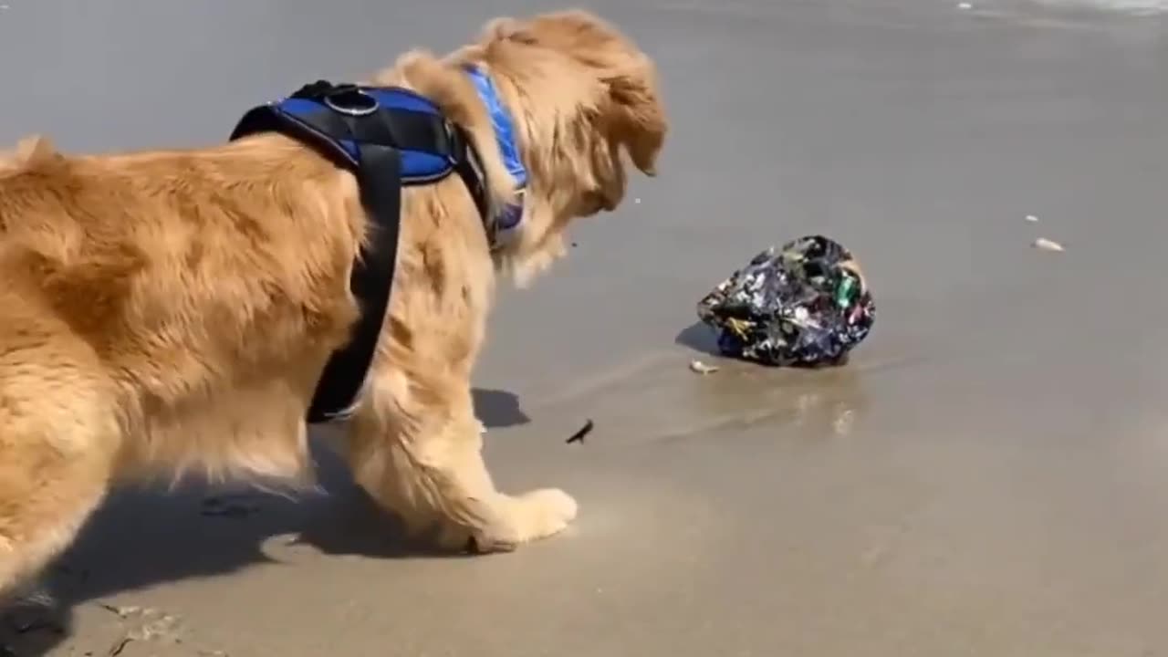 Dog Fun on the Beach