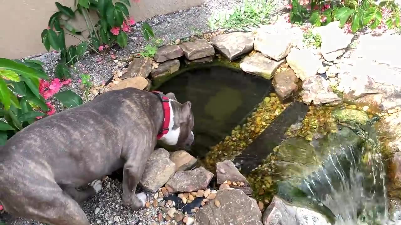 PET BABY DOLPHINS IN FRESHWATER HOME AQUARIUM!!