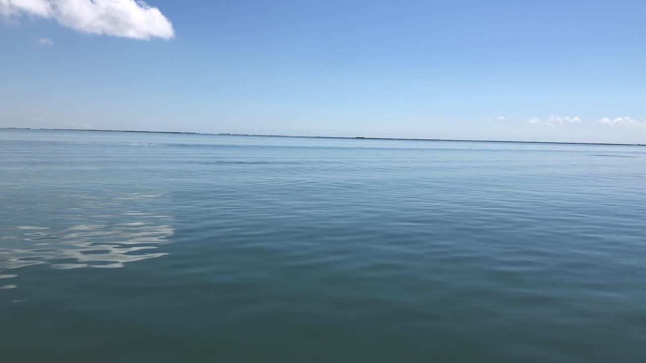 Gulf Coast Bay Porpoises