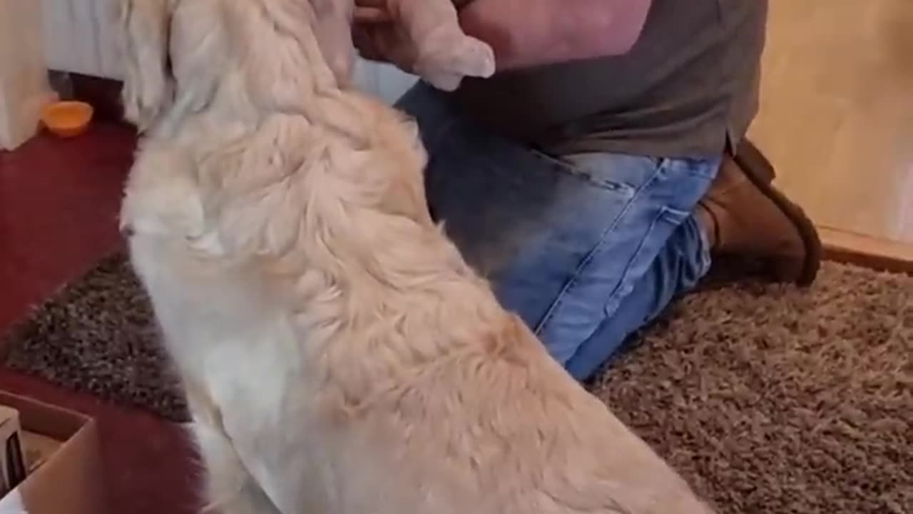 Family Introducing Baby to Pet Dog for the First Time