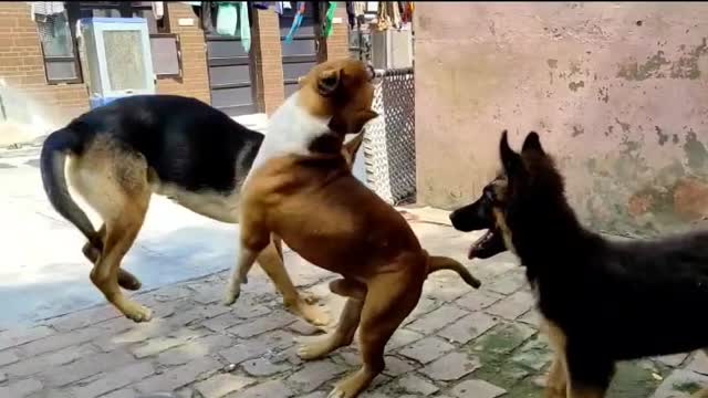 pitbullattackongermanShepherd