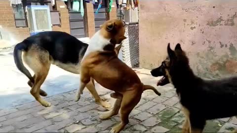 pitbullattackongermanShepherd