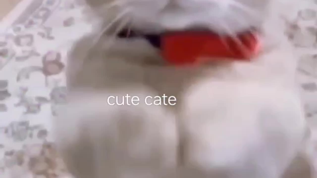 Cat sweet voice