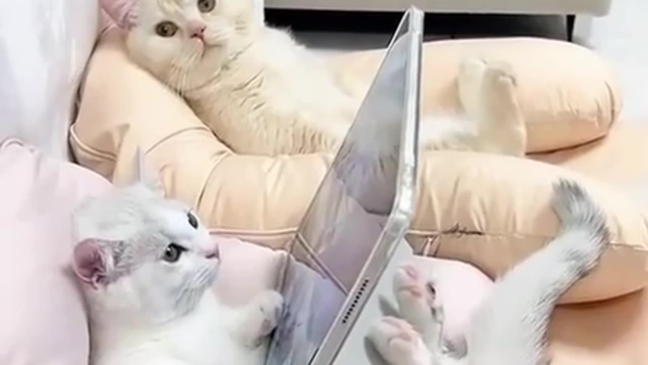 TRY NOT TO LAUGH 😆 Best Funny Videos Compilation 😂😁😆