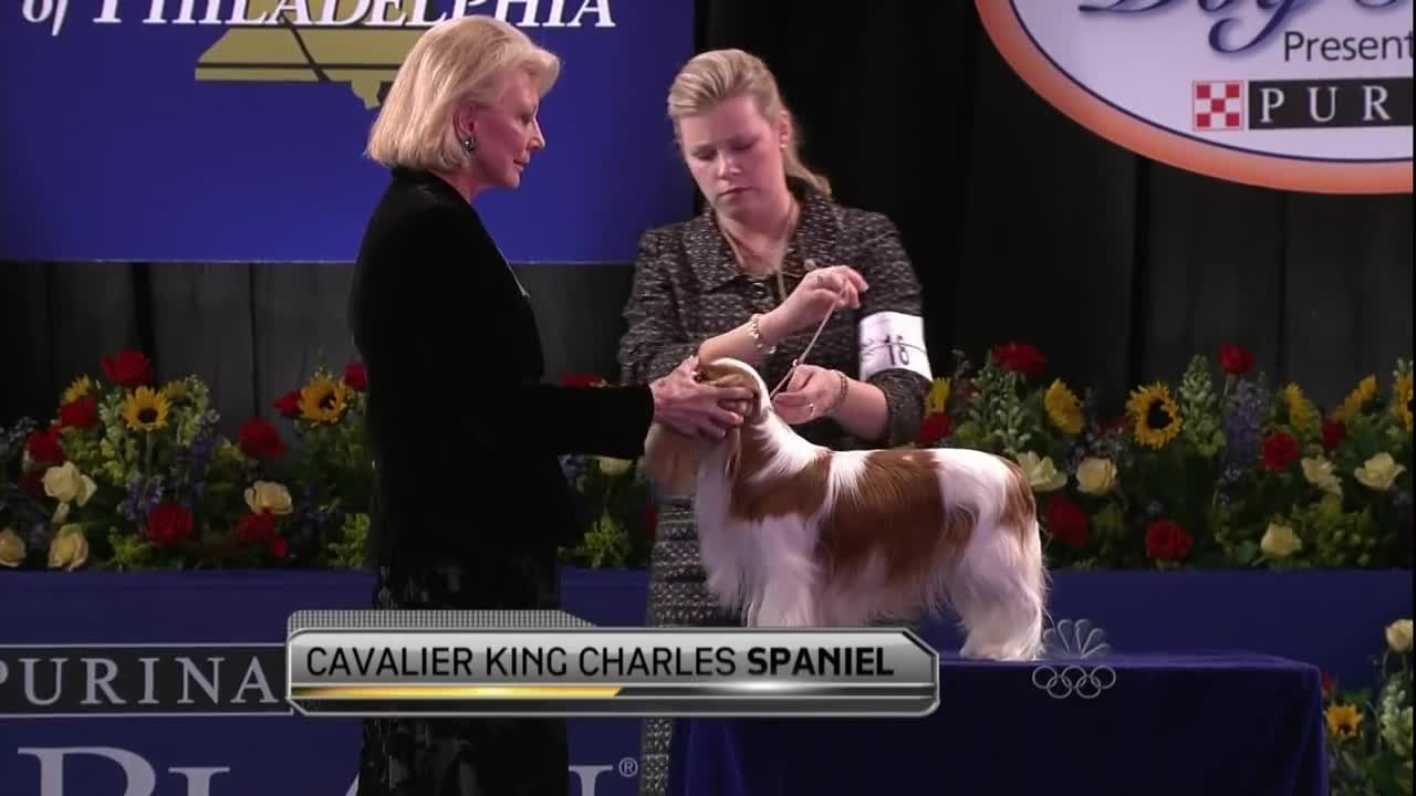 Nat'l Dog Show-Cavalier King Charles Spaniel 11.26.09