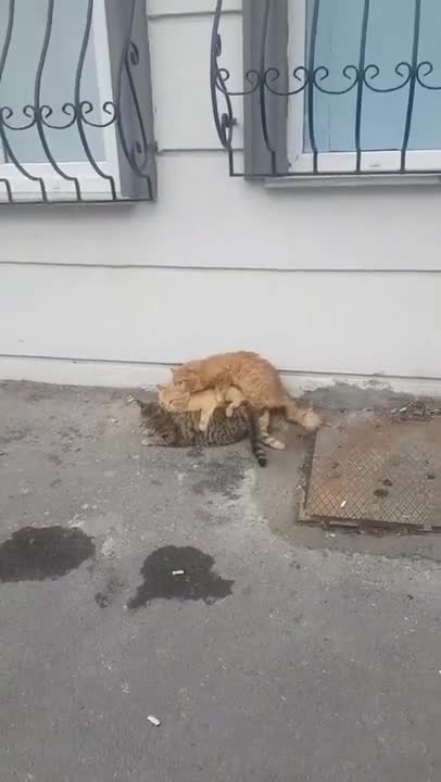 2.Cats and dogs _ cats meowing _ cats funny videos #shorts