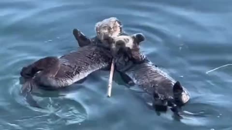 Sea otters love 😘