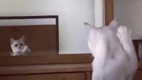 Cat discovered its ears in the mirror.. 😂