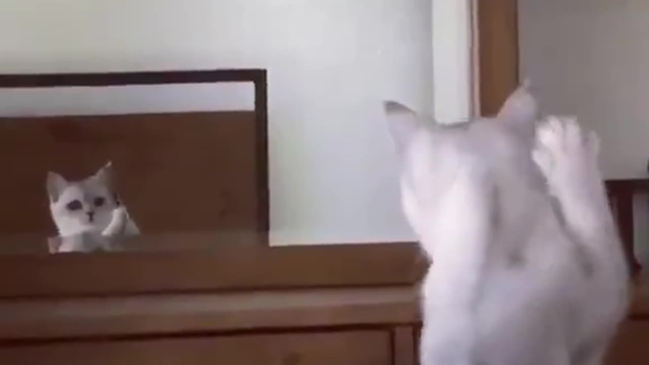 Cat discovered its ears in the mirror.. 😂